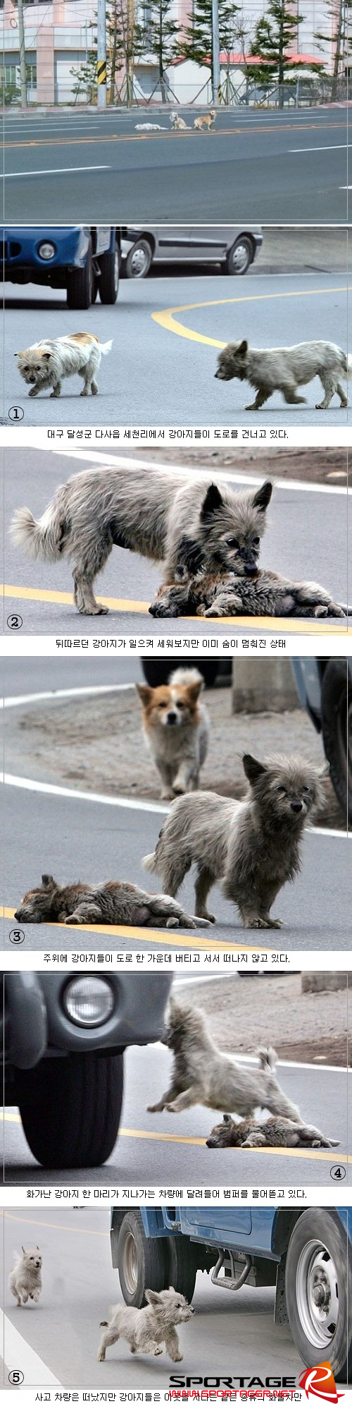 사진 343.png : 길위의 유기견들...