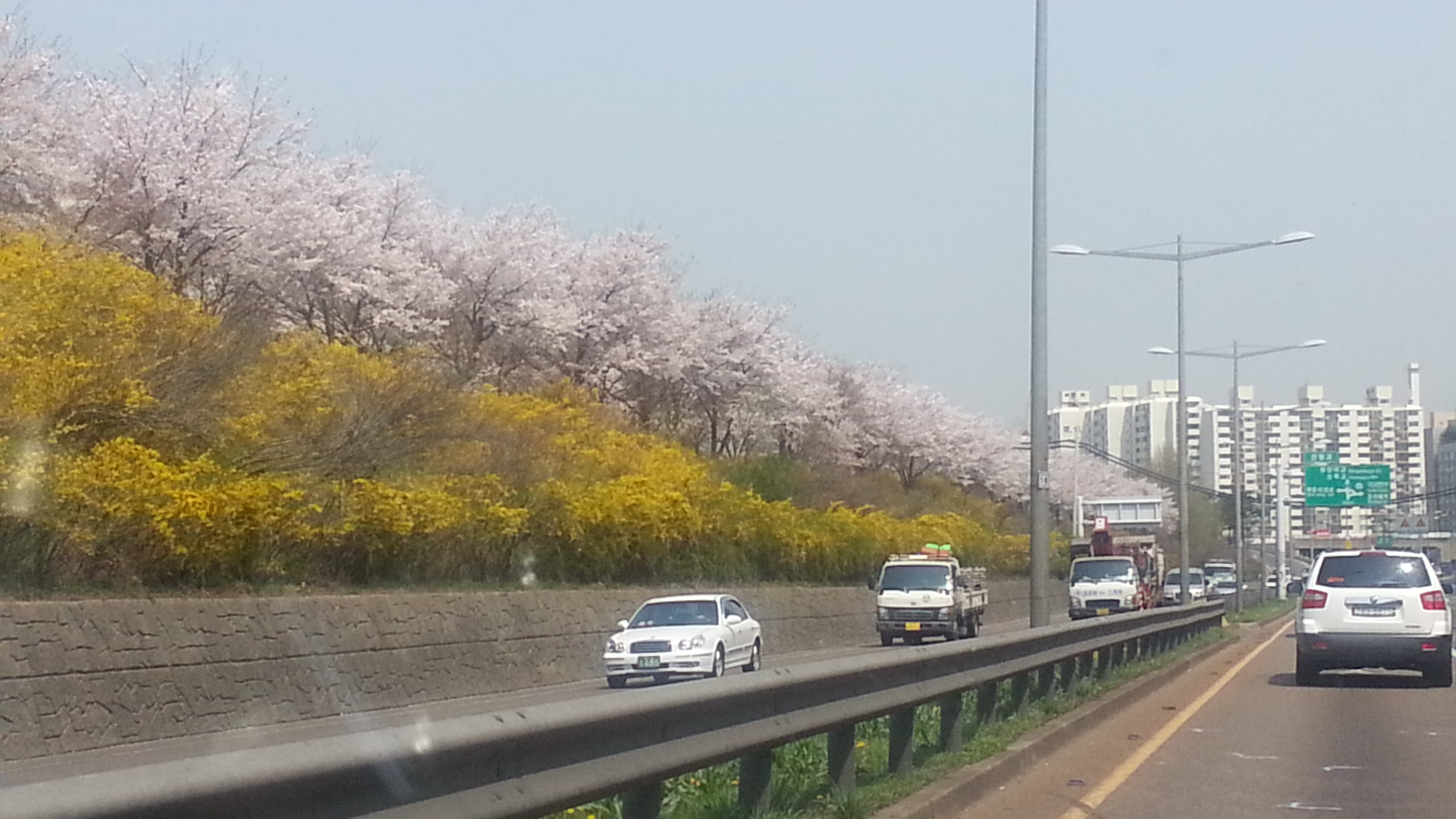 20140402_122744.jpg : 순식간에 두계절이 지나가네요...