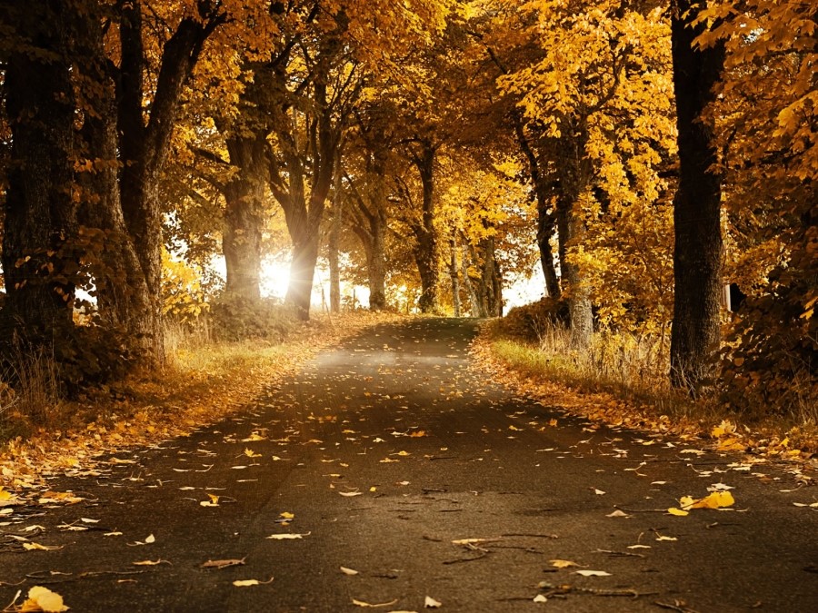 beautiful-autumn-wallpaper-1600x1200-1008098.jpg